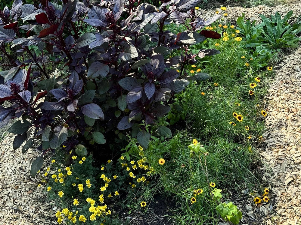 Lebensraum für Insekten und Vögel