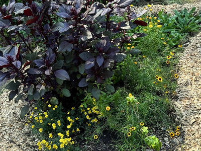 Media Asset Permaculture