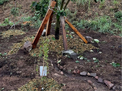 Media Asset Permaculture