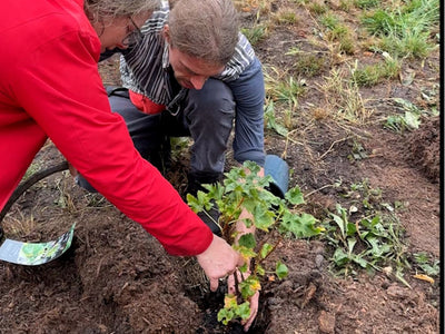 Media Asset Permaculture