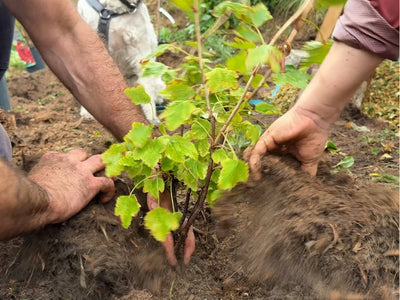 Media Asset Permaculture