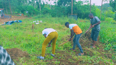 Media Asset Permaculture